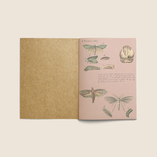 Print Animal Insect Metamorphosis Vintage 24x32cm