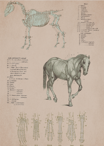 Print Animal Horse Structure Vintage 24x33cm