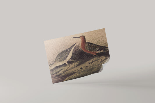 Print Animal Bird Orange Limosa Vintage Paint 17x12cm