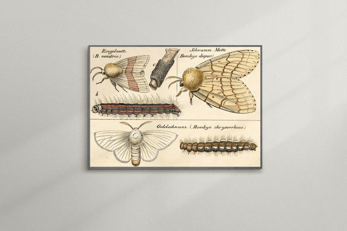 Print Animal Types Of Moths Vintage Illustration 37x25cm