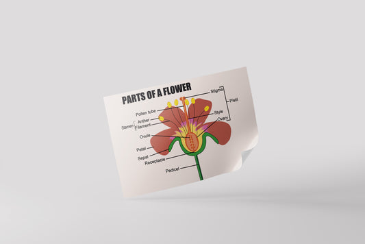 Print School Flower Parts 60x90cm
