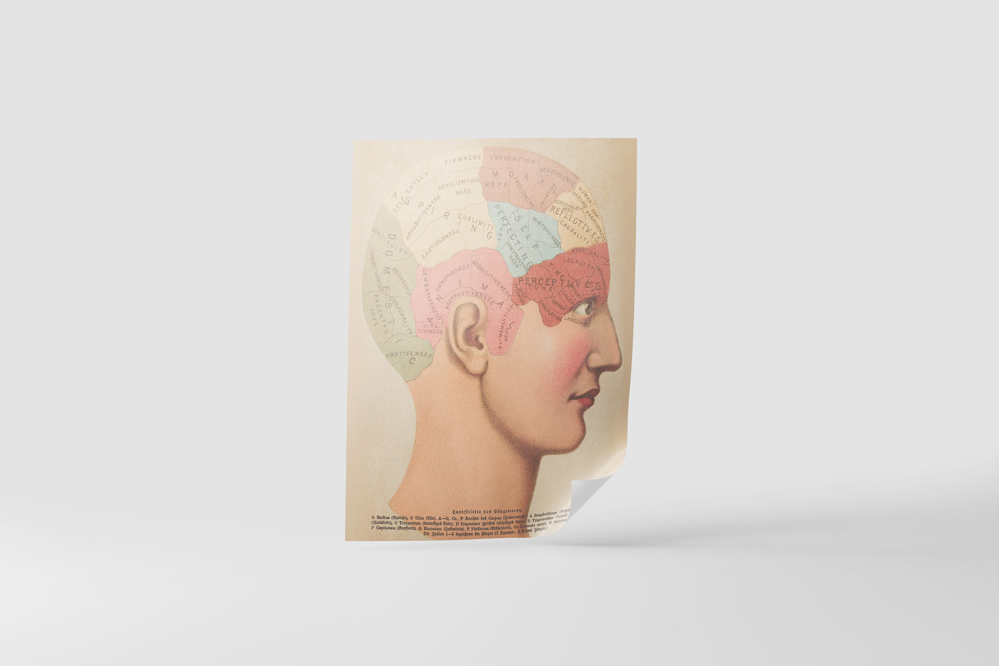 Print Human Body Phrenology Human Brain Vintage Illustration 21.5x27.9cm