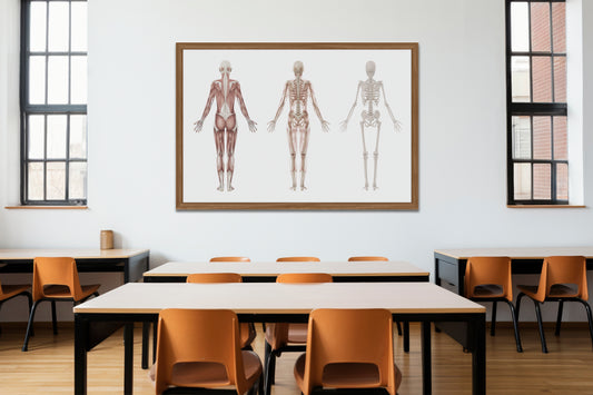 Print School Skeleton Anatomy 58x35cm