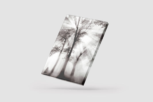 Print Nature Trees Sunlight Black & White Photography 52x65cm