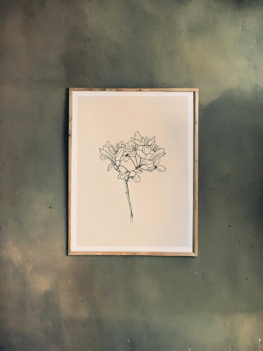 Print Nature Almond Blossom Drawing Vintage Illustration 40x50cm