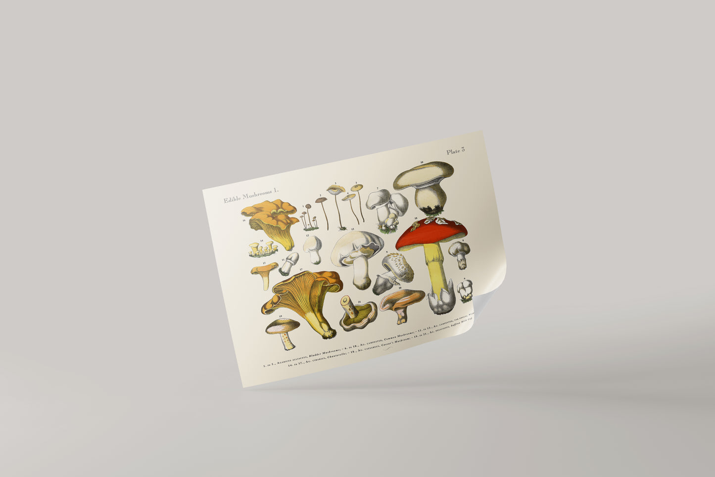 Print Nature Edible Mushroom Species Vintage Illustration 68x52cm