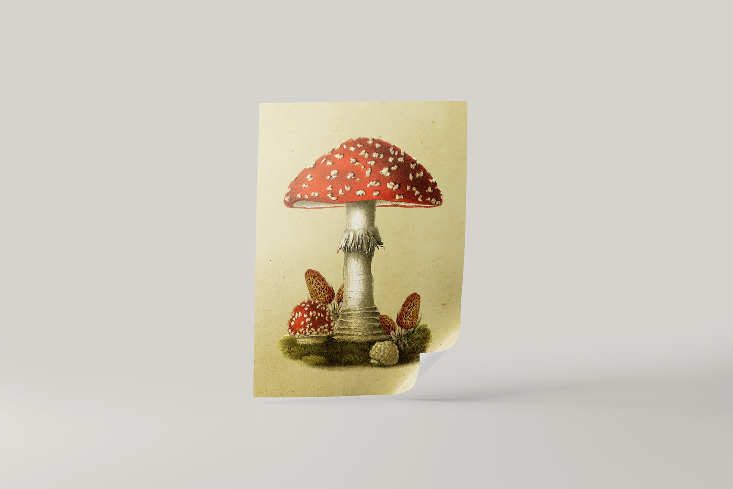 Print Nature Poisonous Mushroom Vintage Illustration 59.4x79.2cm