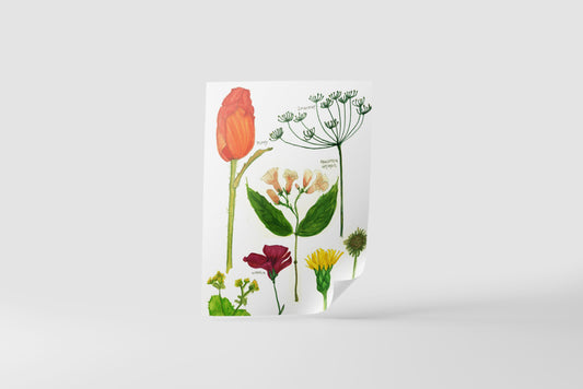 Print Nature Various Flowers Illustration 85x106cm