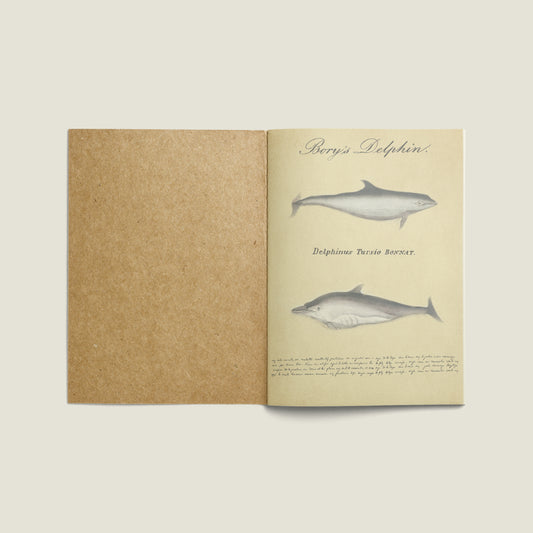 Print Animal Dolphins Vintage 12.5x17.5cm