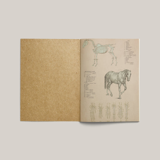 Print Animal Horse Structure Vintage 24x33cm