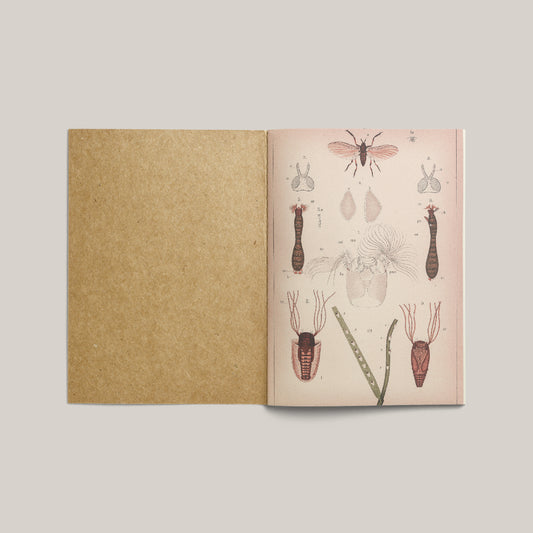 Print Animal Insects Plate Vintage 20x32cm