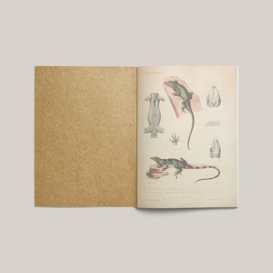 Print Animal Lizard Plate Vintage 25x32cm