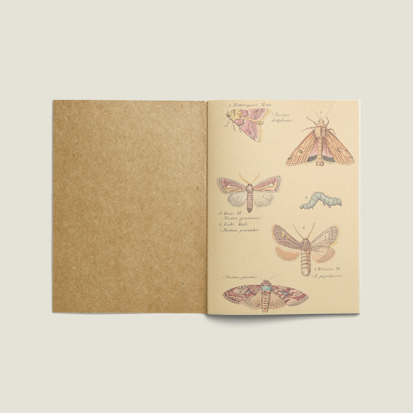 Print Animal Night Butterflies Vintage 24x32cm