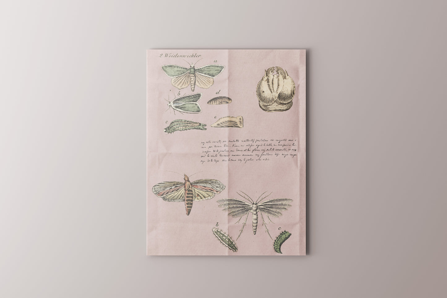 Print Animal Insect Metamorphosis Vintage 24x32cm