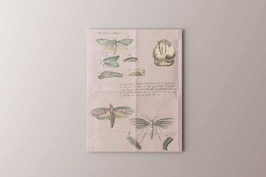 Print Animal Insect Metamorphosis Vintage 24x32cm