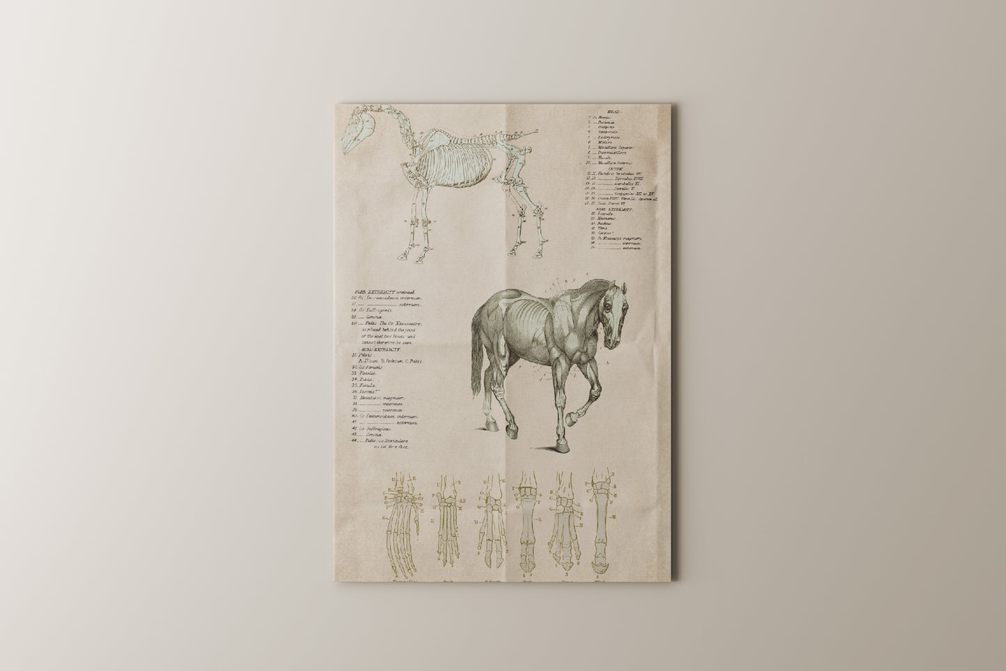 Print Animal Horse Structure Vintage 24x33cm