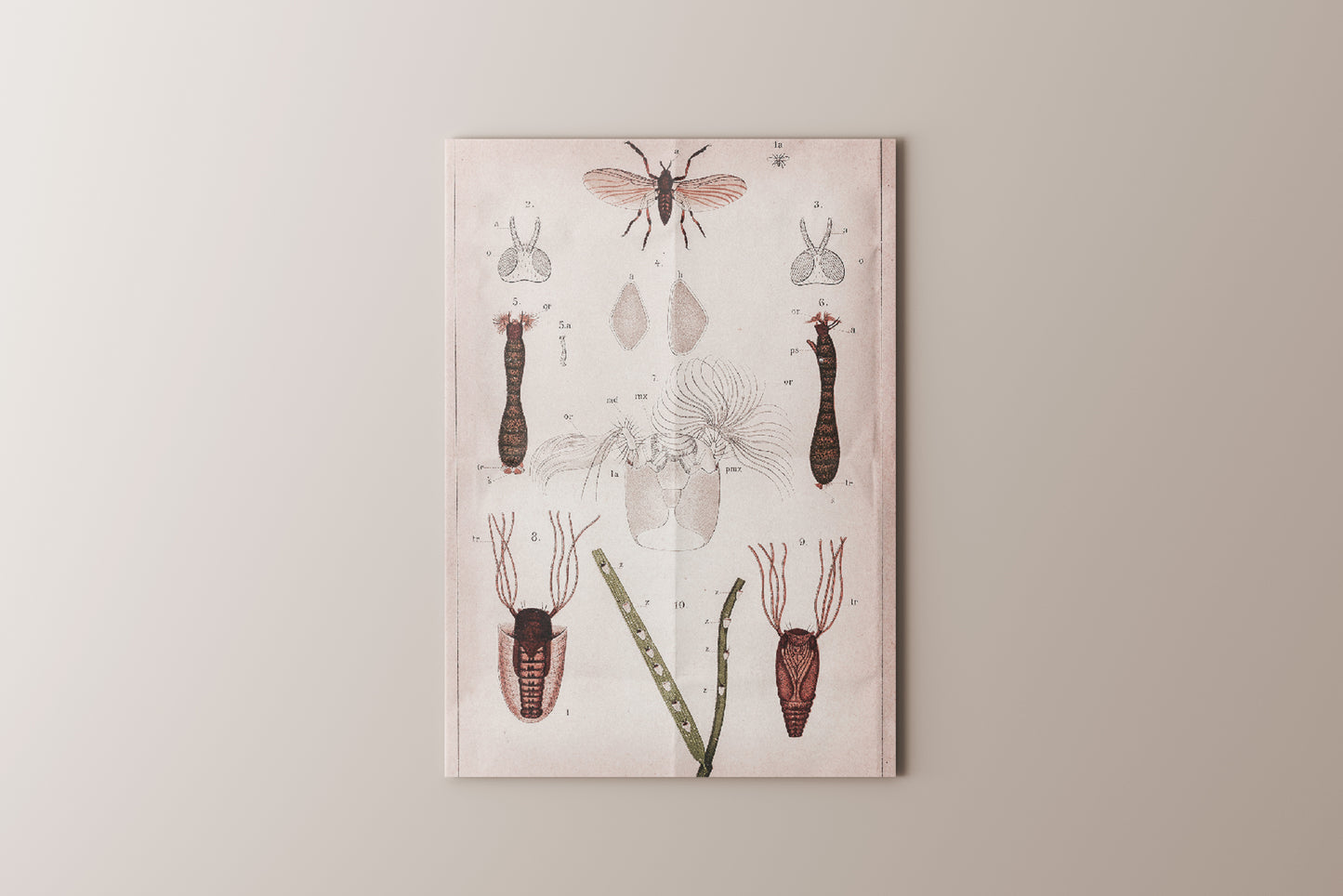 Print Animal Insects Plate Vintage 20x32cm