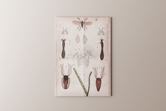 Print Animal Insects Plate Vintage 20x32cm