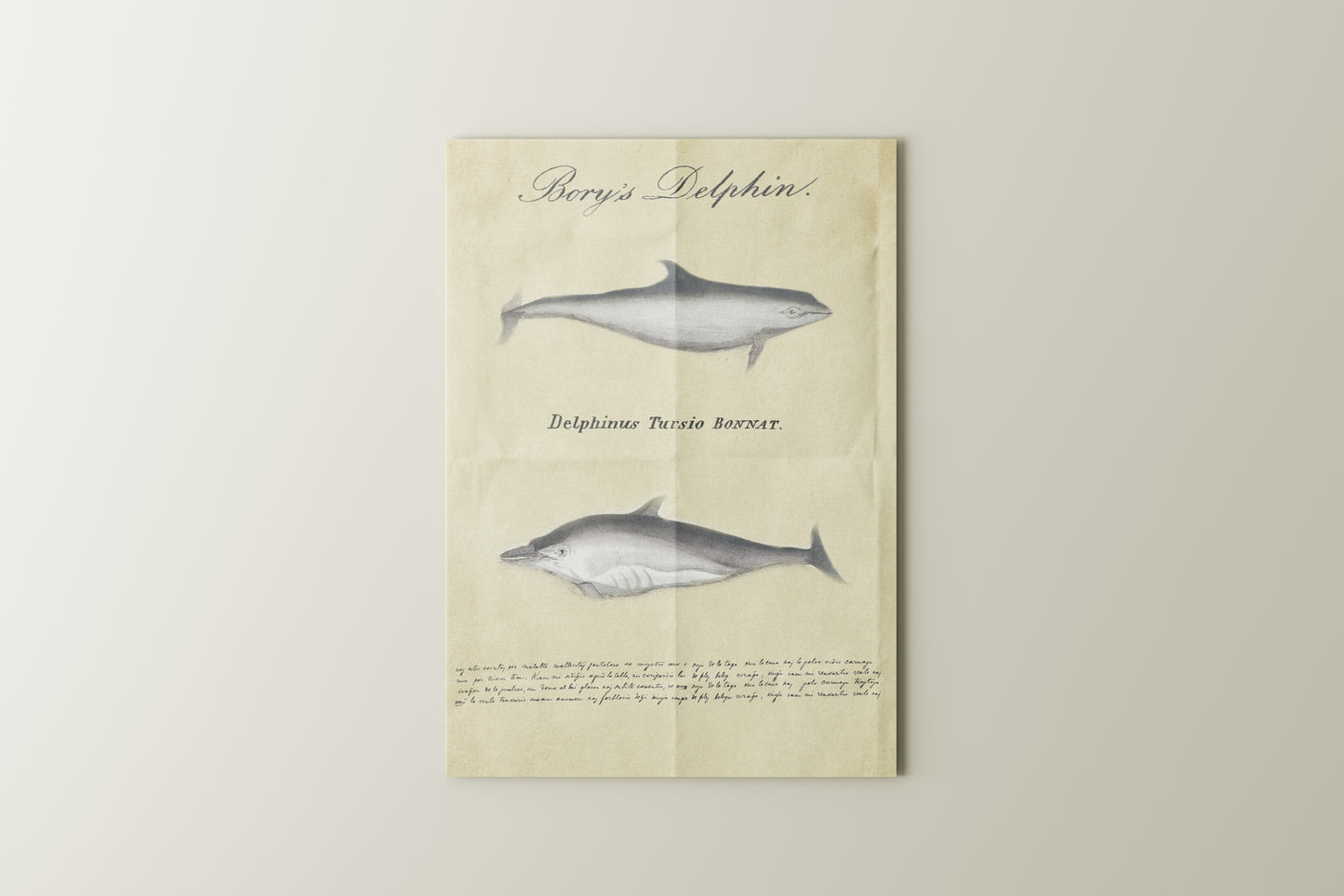 Print Animal Dolphins Vintage 12.5x17.5cm