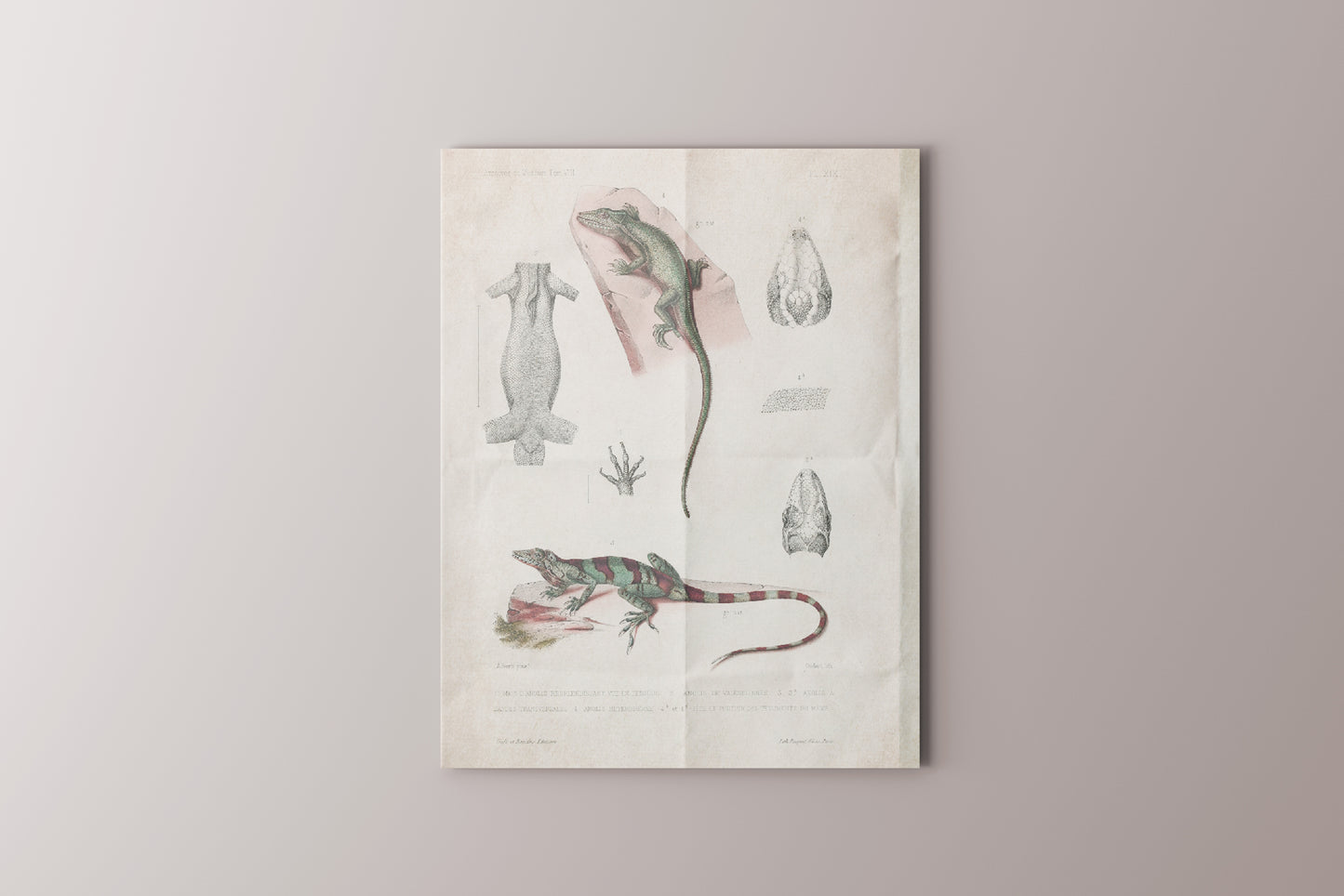 Print Animal Lizard Plate Vintage 25x32cm