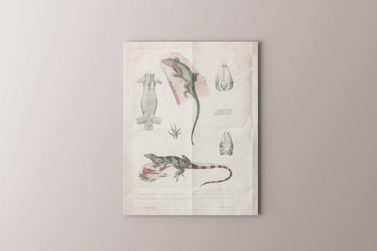Print Animal Lizard Plate Vintage 25x32cm