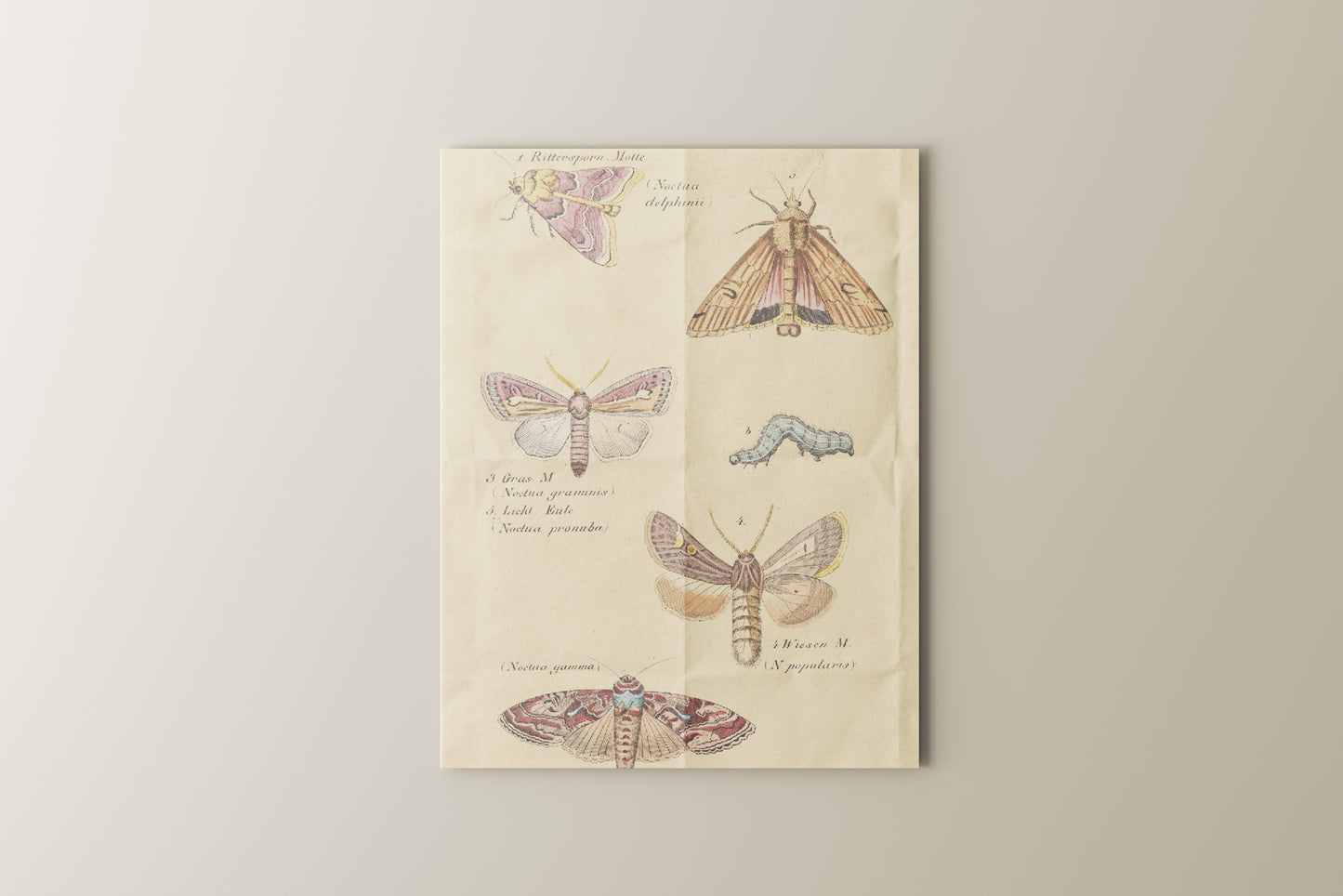 Print Animal Night Butterflies Vintage 24x32cm