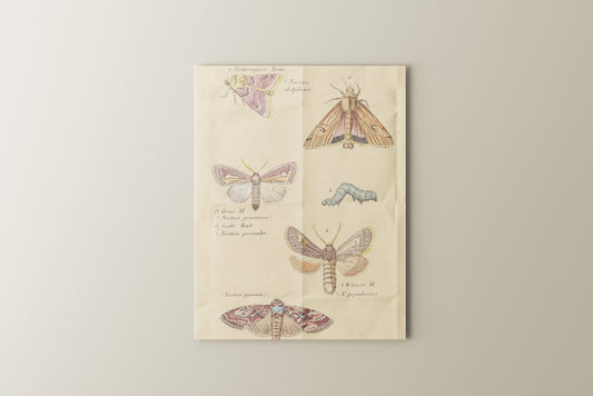 Print Animal Night Butterflies Vintage 24x32cm