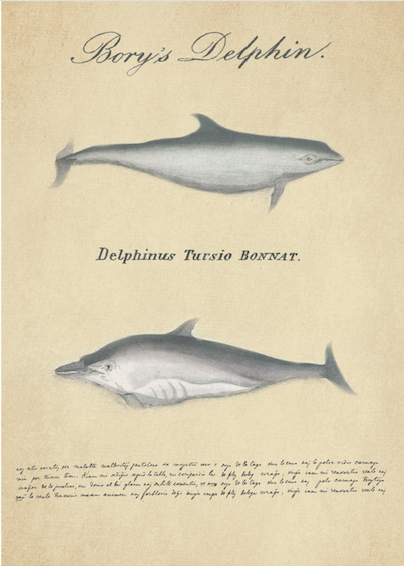 Print Animal Dolphins Vintage 12.5x17.5cm