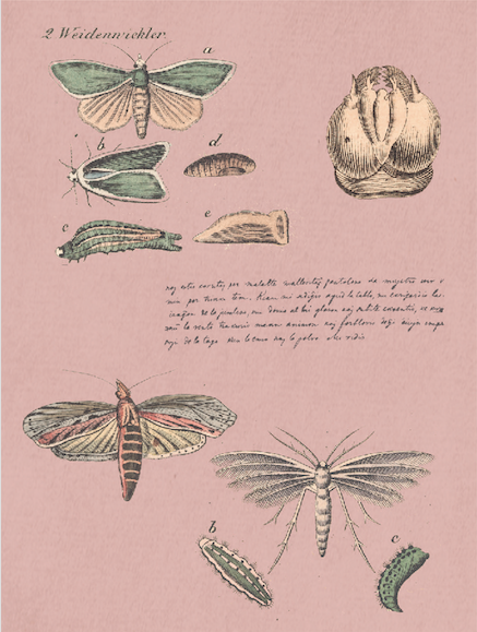 Print Animal Insect Metamorphosis Vintage 24x32cm