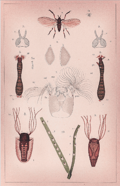 Print Animal Insects Plate Vintage 20x32cm