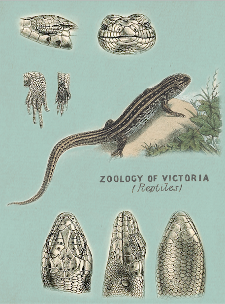 Print Animal Reptiles Green Vintage 24x32cm