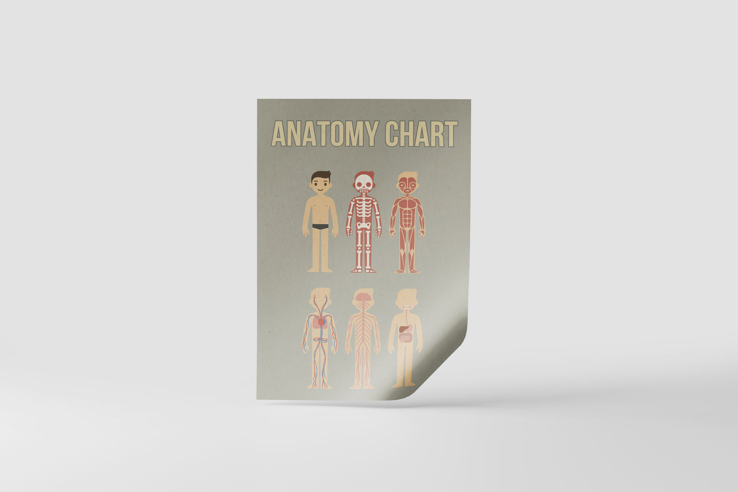 Print School Anatomy Chart 60x90cm
