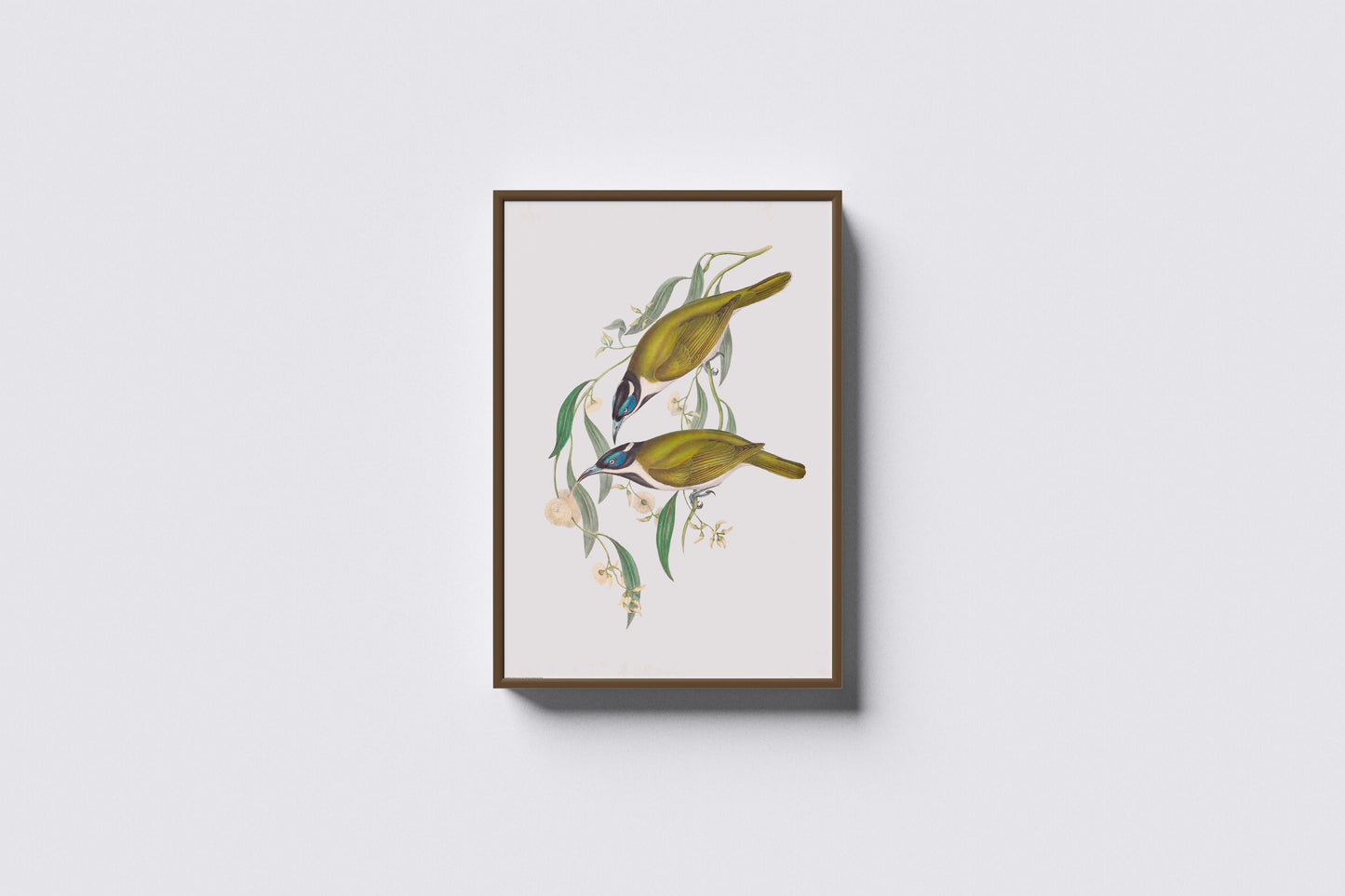 Print Animal Blue Faced Honeyeaters Vintage Paint 41x52cm