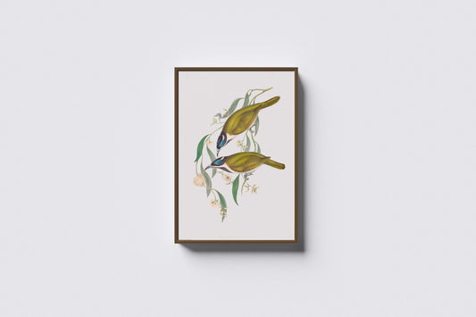 Print Animal Blue Faced Honeyeaters Vintage Paint 41x52cm