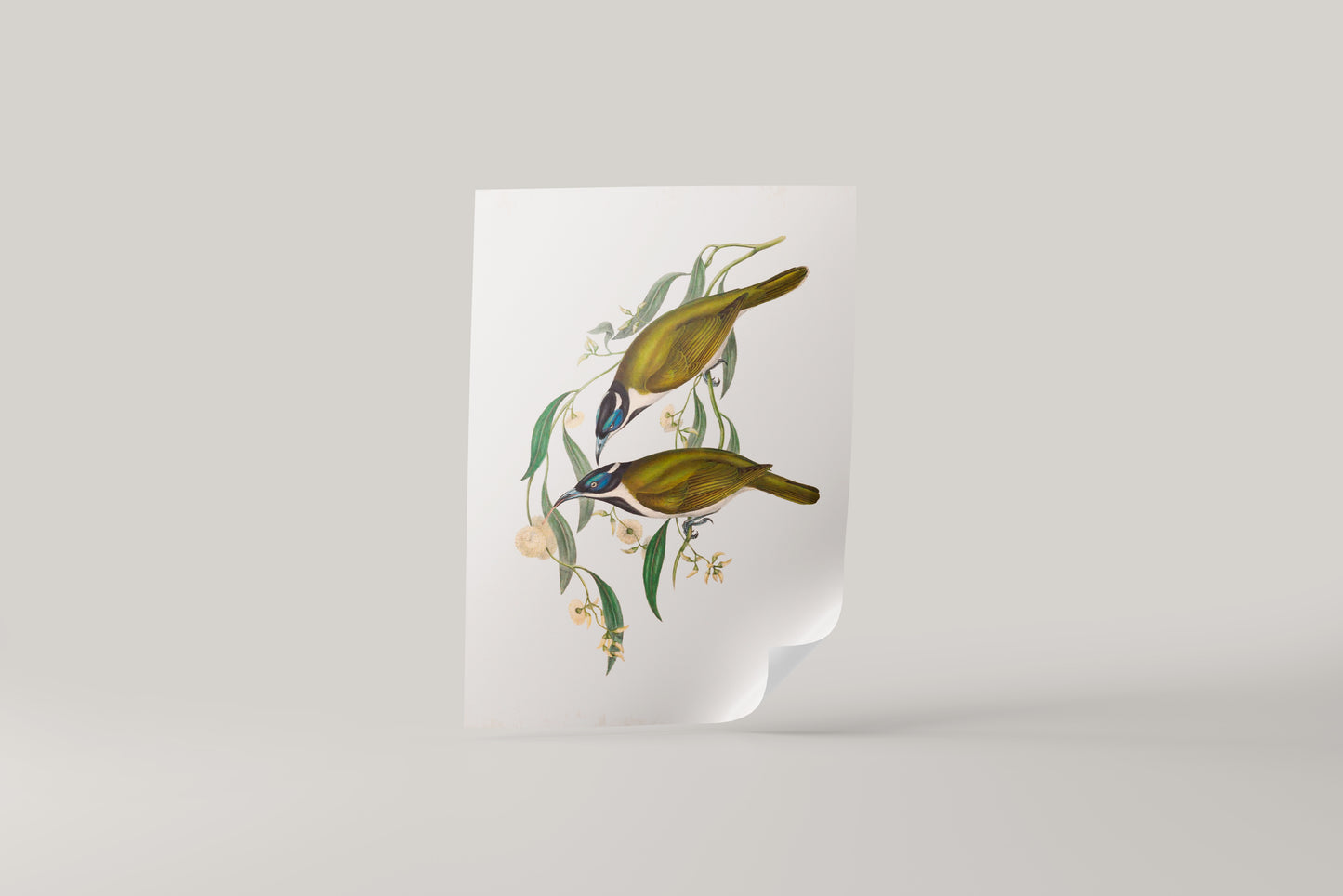 Print Animal Blue Faced Honeyeaters Vintage Paint 41x52cm