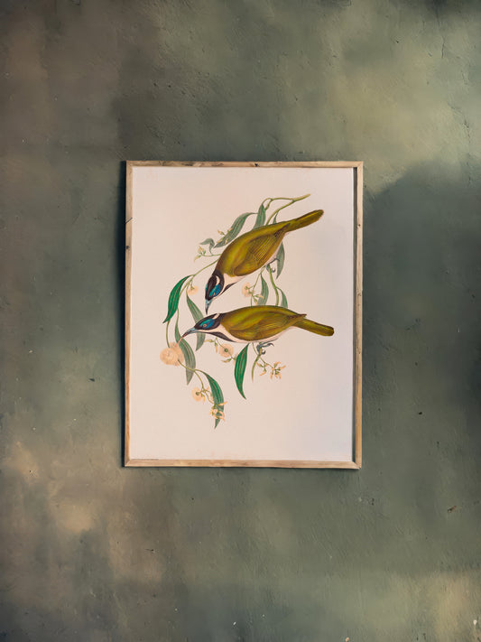 Print Animal Blue Faced Honeyeaters Vintage Paint 41x52cm