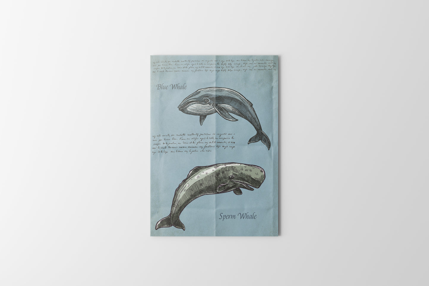 Print Animal Blue Whale & Sperm Whale Illustration 8x11cm