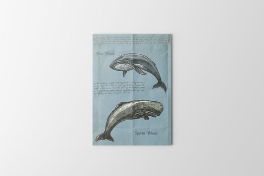 Print Animal Blue Whale & Sperm Whale Illustration 8x11cm
