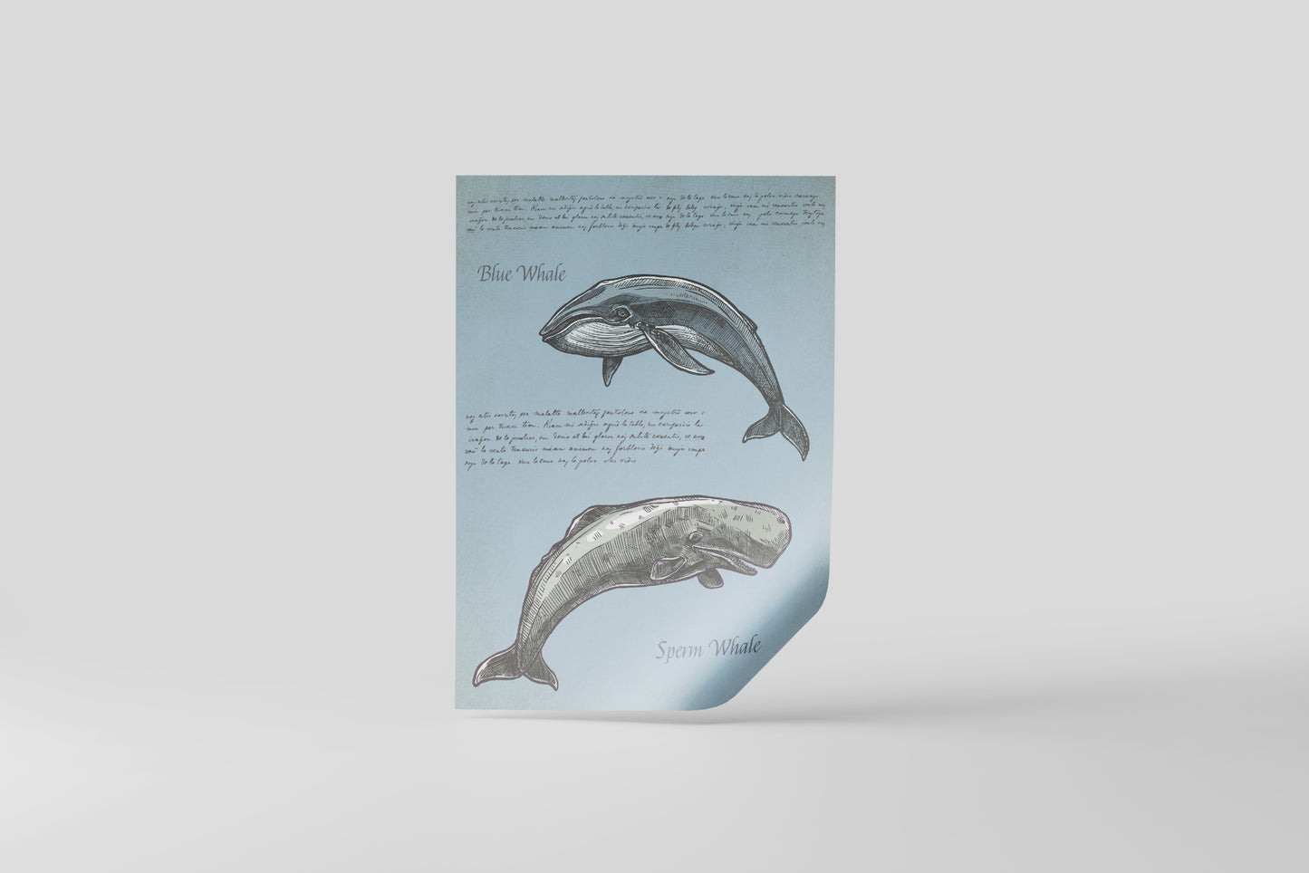 Print Animal Blue Whale & Sperm Whale Illustration 8x11cm