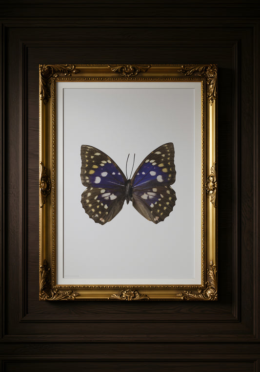 Print Animal Butterfly Blue Photography 50x40cm