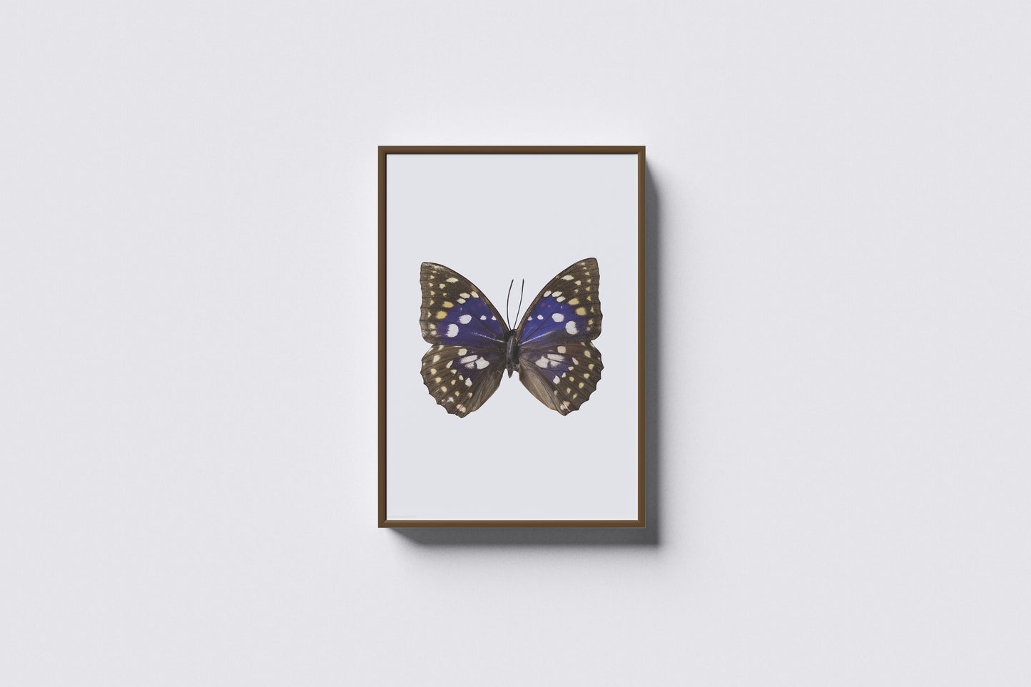 Print Animal Butterfly Blue Photography 50x40cm
