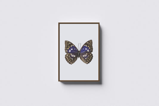 Print Animal Butterfly Blue Photography 50x40cm