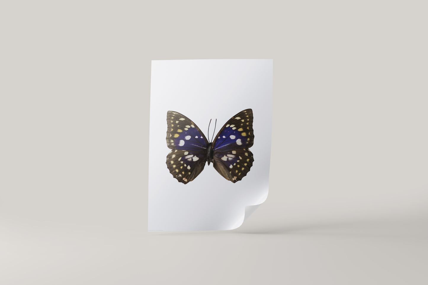 Print Animal Butterfly Blue Photography 50x40cm