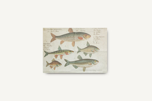 Print Animal Fish Species Vintage Illustration 36x20cm