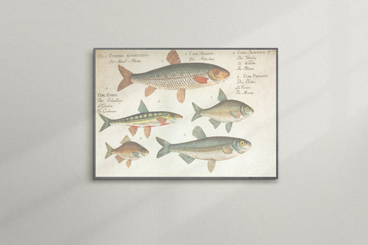 Print Animal Fish Species Vintage Illustration 36x20cm