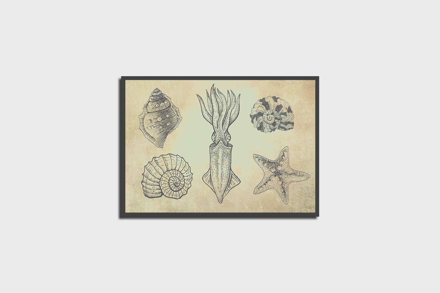 Print Animal Mollusks Illustration 50x35cm
