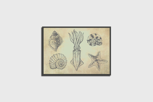 Print Animal Mollusks Illustration 50x35cm