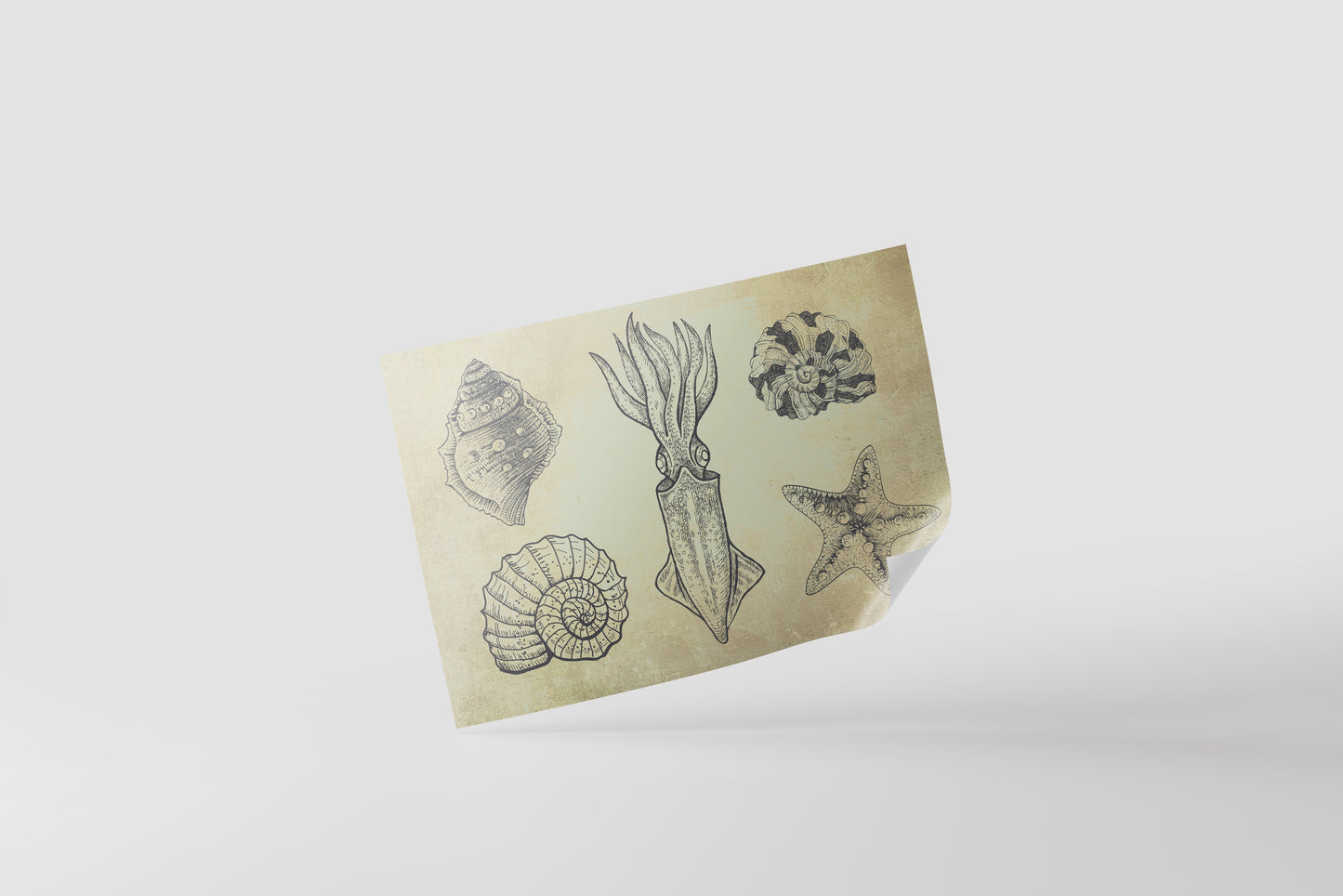 Print Animal Mollusks Illustration 50x35cm