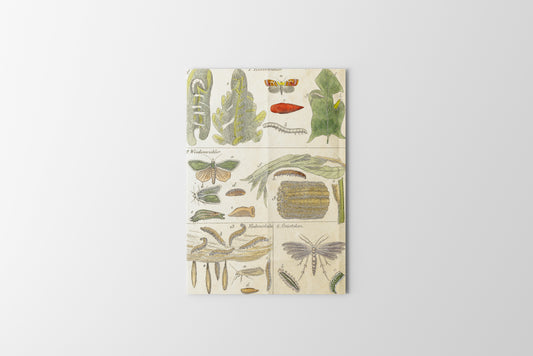 Print Animal Moths Development Vintage Illustration 29x36cm