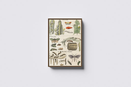 Print Animal Moths Development Vintage Illustration 29x36cm